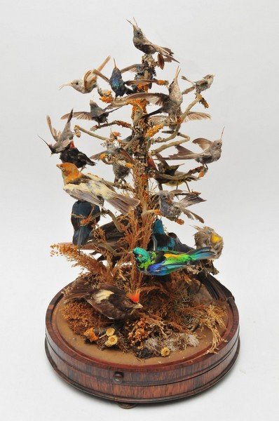 A Victorian taxidermy case of species of birds perched : A Victorian taxidermy case of species of birds perched on a branch, the glass dome on a revolving rosewood stand, the base with label 'this case of birds belongs to'