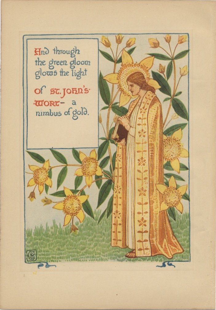 ST. JOHN'S WORT Crane garden floral 1899 (1 of 1)