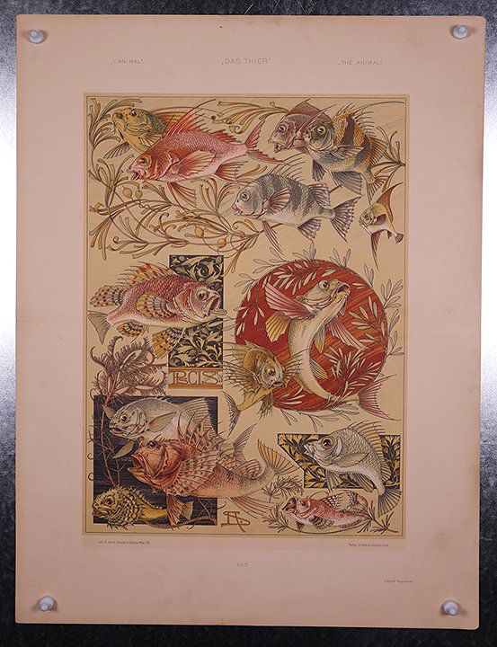 THE ANIMAL Seder fishes c.1900 (1 of 1)
