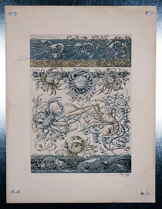 THE ANIMAL Seder crustasceans c.1901 (1 of 1)