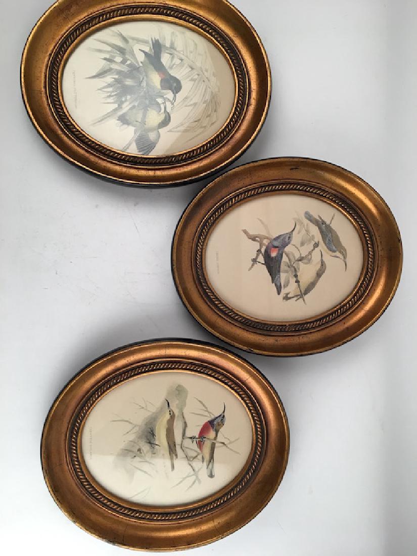Three hand-colored ornithological prints, 19th/20th (1 of 4)