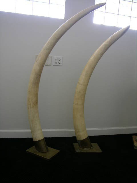 MONUMENTAL PAIR OF IVORY TUSKS WITH CUSTOM BASES.: AN ANTIQUE PAIR OF MONUMENTAL PAIR OF IVORY TUSKS WITH CUSTOM BASES. ONE TUSK MEASURES 73" ALONG CURVATURE AND THE OTHER MEASURE 61" ALONG THE CURVATURE.