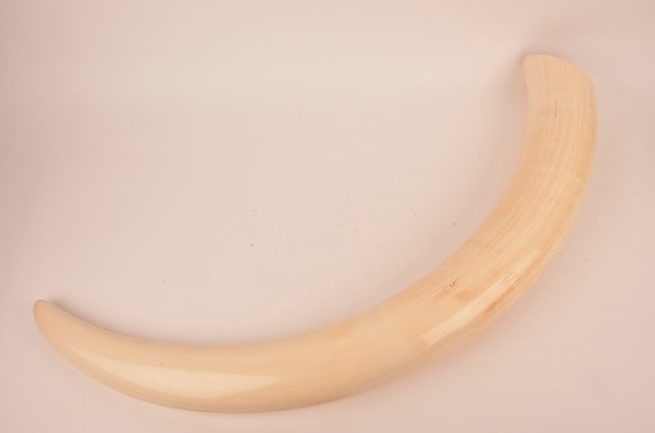 Raw African unworked Ivory tusk.: Raw African unworked Ivory tusk, 22 1/2 pounds. 43" long curvature.