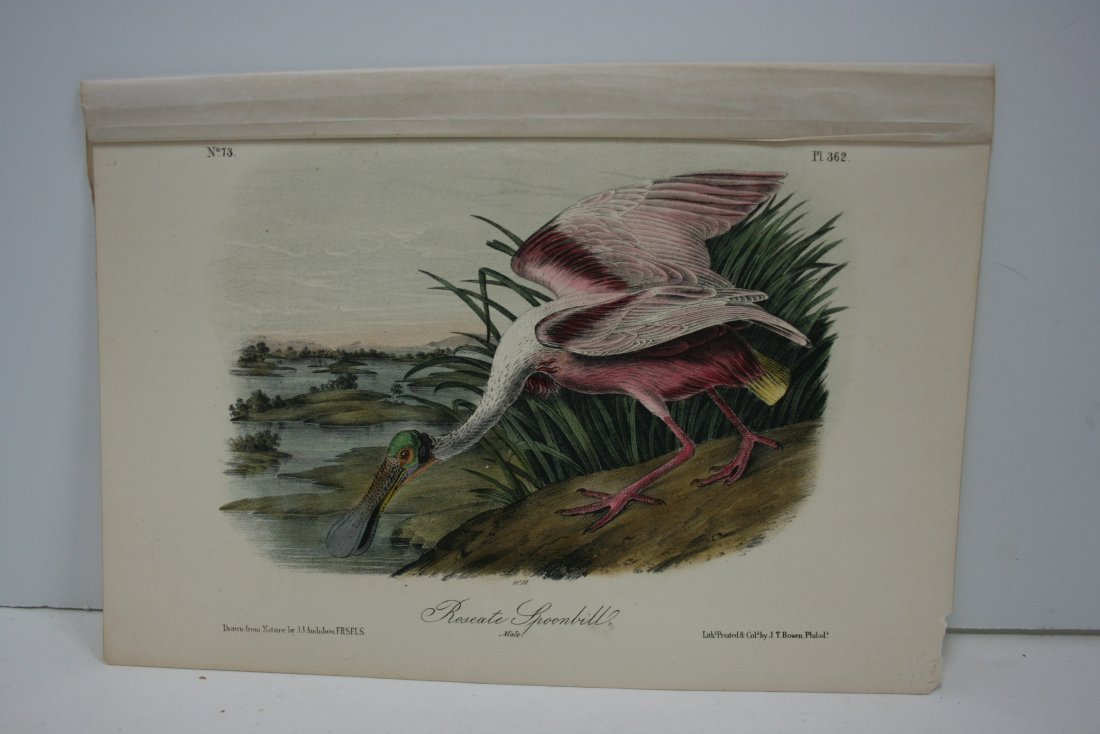 Original Audubon lithograph, 1856 (1 of 1)