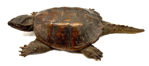 Taxidermy Full Body Snapping Turtle