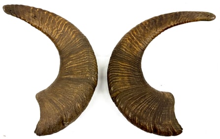 American Rams Horns