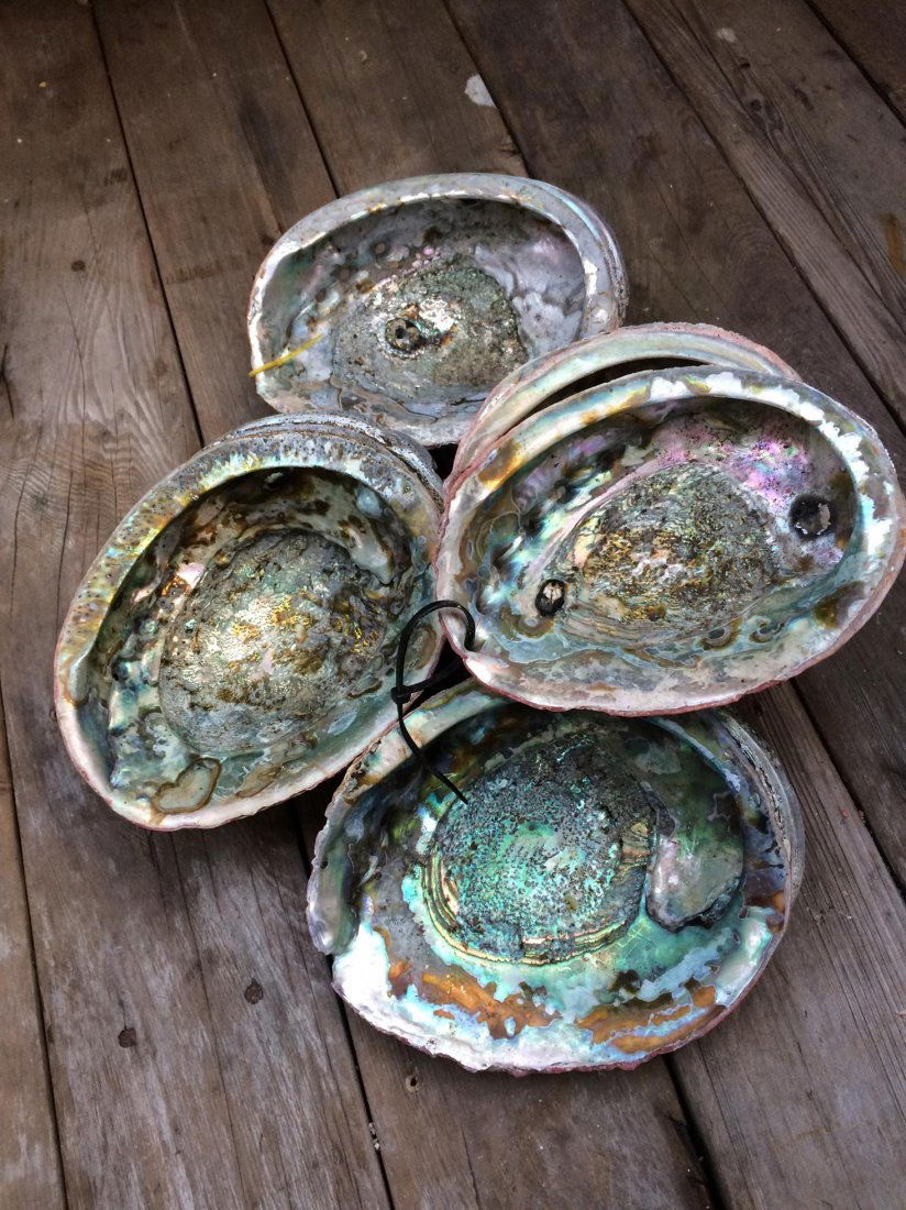 5 piece abalone shell: pacific ocean abalone