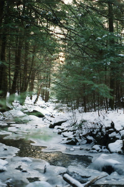 Color Photo Snow Water Winter Tree by Katz: 19 1/4" x 16" Framed Color Photograph. The day after a big snow in New England. The sun has broken through the clouds, the greens of the trees reflects on the ice and water of the stream. The air has