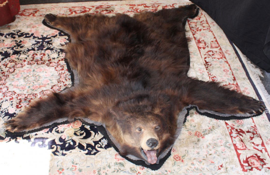 Brown Bear taxidermy rug. 58"x63". Pre-owned from Mt.: Brown Bear taxidermy rug. 58"x63". Pre-owned from Mt. Charleston private collection.