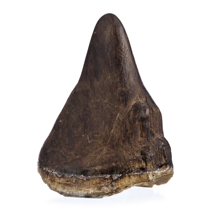 Rhinoceros horn (1 of 1)