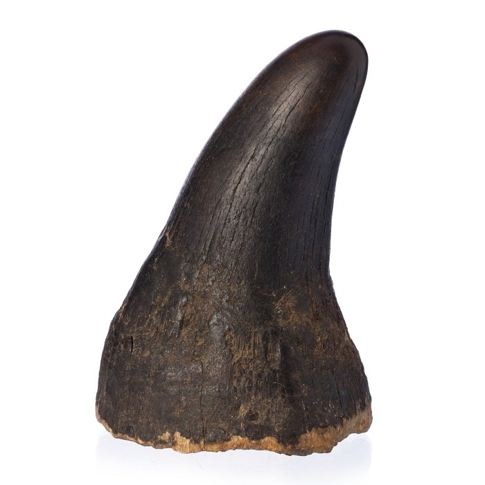 Rhinoceros horn (1 of 1)