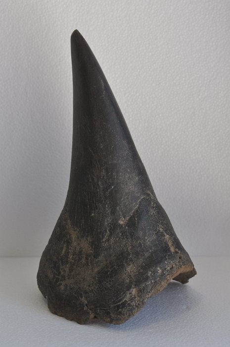 Rhinoceros horn (1 of 1)