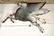 Right-Facing (Mobil) Pegasus Cookie Cutter Porcelain - 2