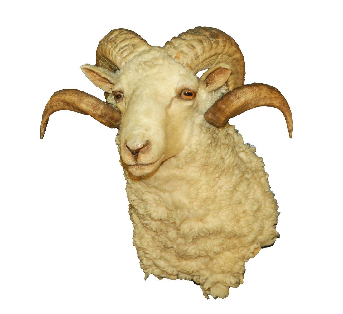 Horned Domestic Sheep Mount.: The wall side of the mount is signed "V. Fischer". The horns are 17" across, tip to tip. Dimensions: 22" x 17" x 11".