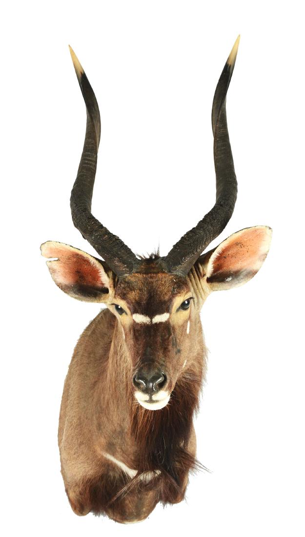 Greater Kudu Shoulder Mount. (1 of 7)