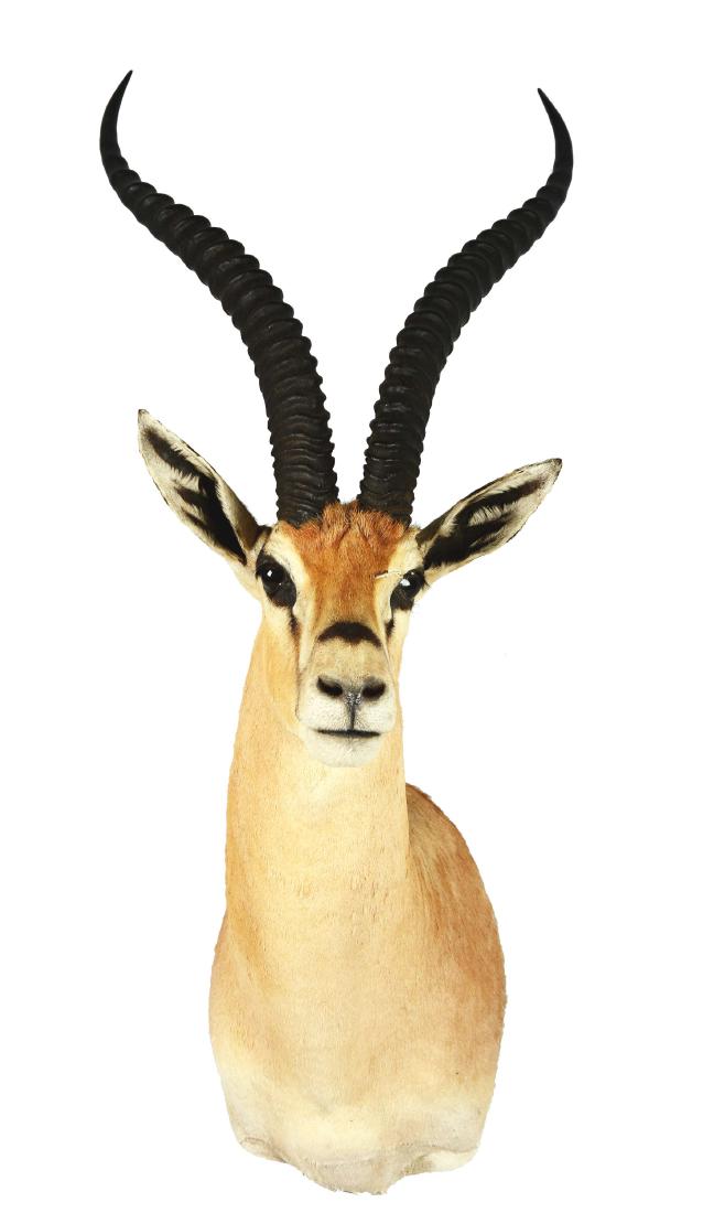 Grant's Gazelle Shoulder Mount. (1 of 6)