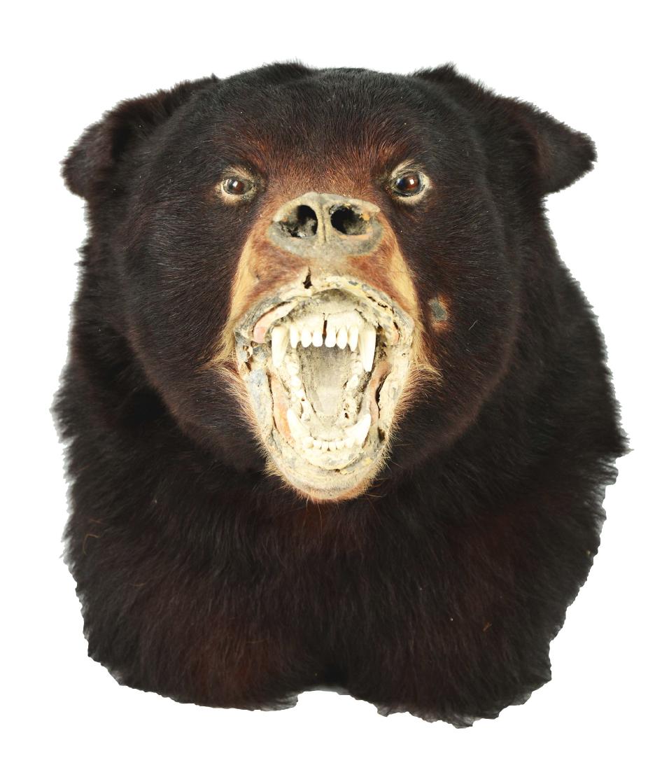 Black Bear Shoulder Mount. (1 of 5)