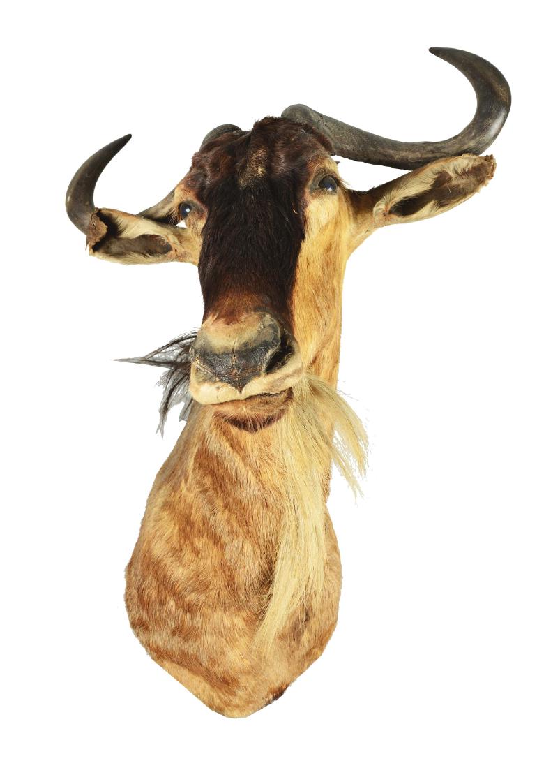 White Bearded Wildebeest Shoulder Mount. (1 of 6)