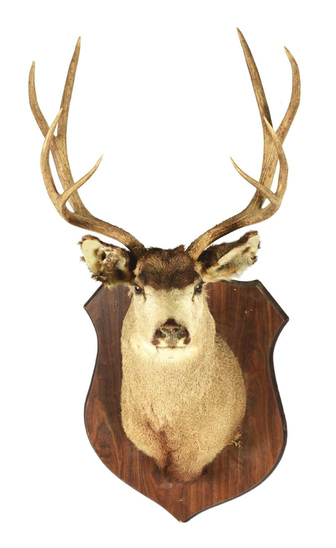 White Tail Deer Shoulder Mount. (1 of 6)