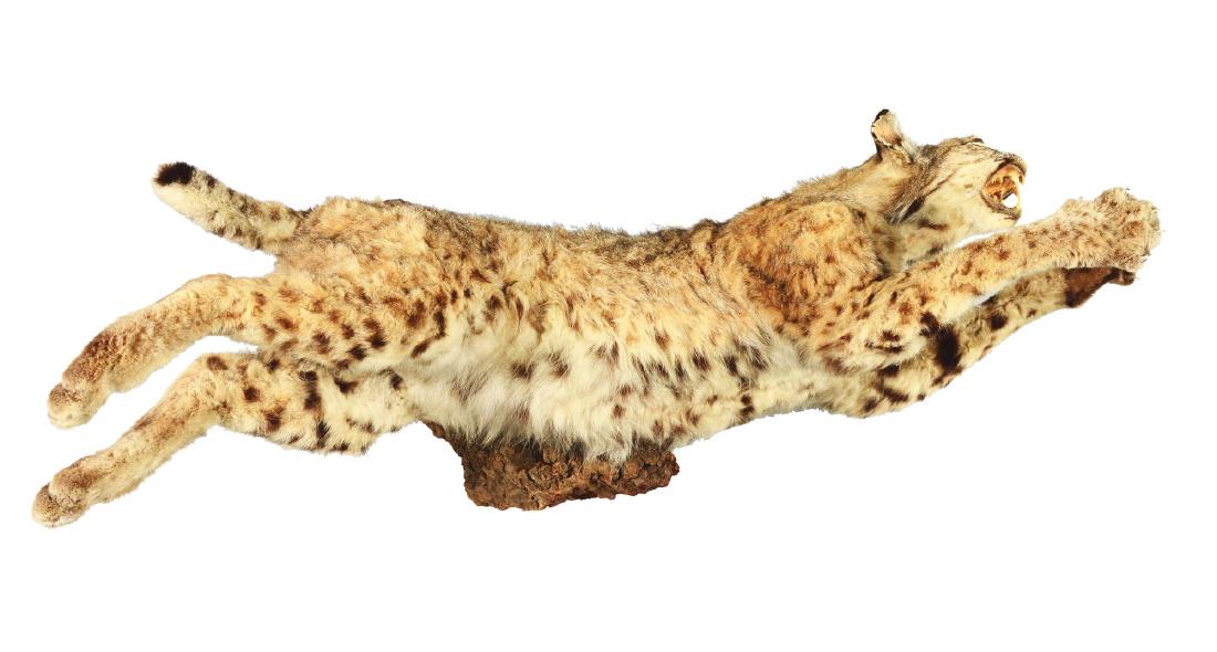 Bobcat Taxidermy Mount.: Full body female bobcat is mounted to a rustic wood base and is presented in a leaping stance with all limbs outstretched. The animal retains its natural claws. A portion of fur is missing on the inte