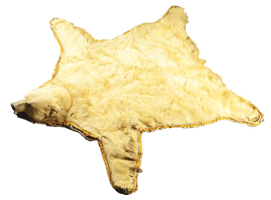 Polar Bear Hide Rug. (1 of 6)