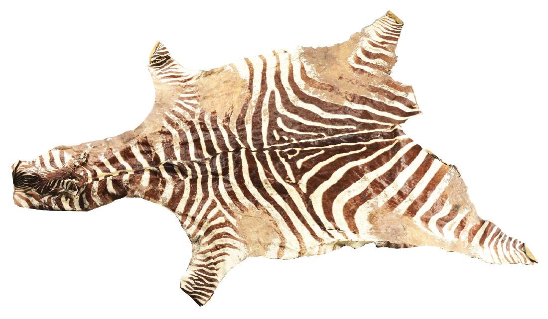 Zebra Hide.: This zebra hide is stiff and shows patches of moderate fur loss, most notably on the extremities. Tears and holes are present throughout. . Condition: (Fair). Dimensions: 64"W x 100"L.