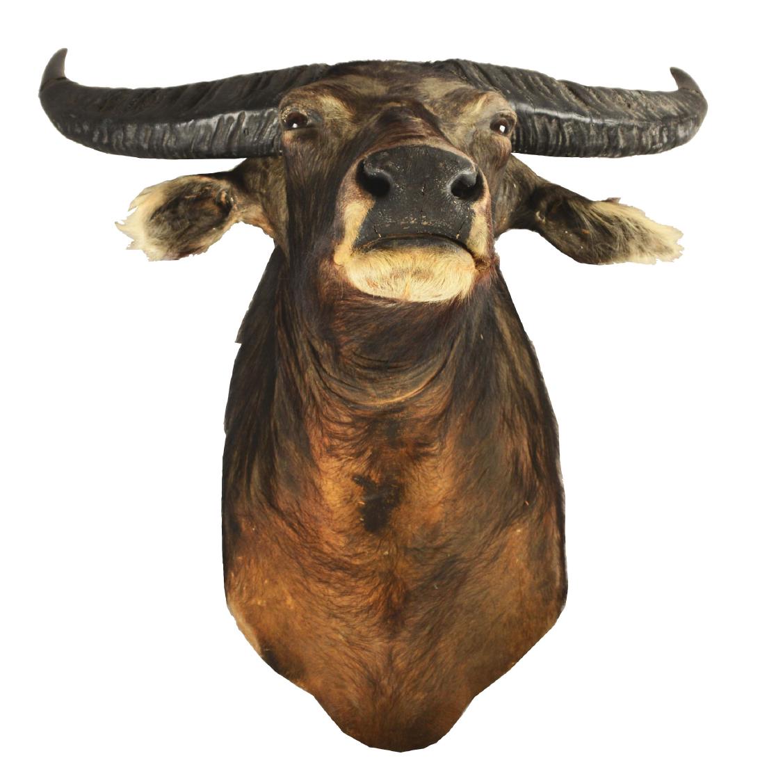 Wild Water Buffalo Shoulder Mount. (1 of 4)