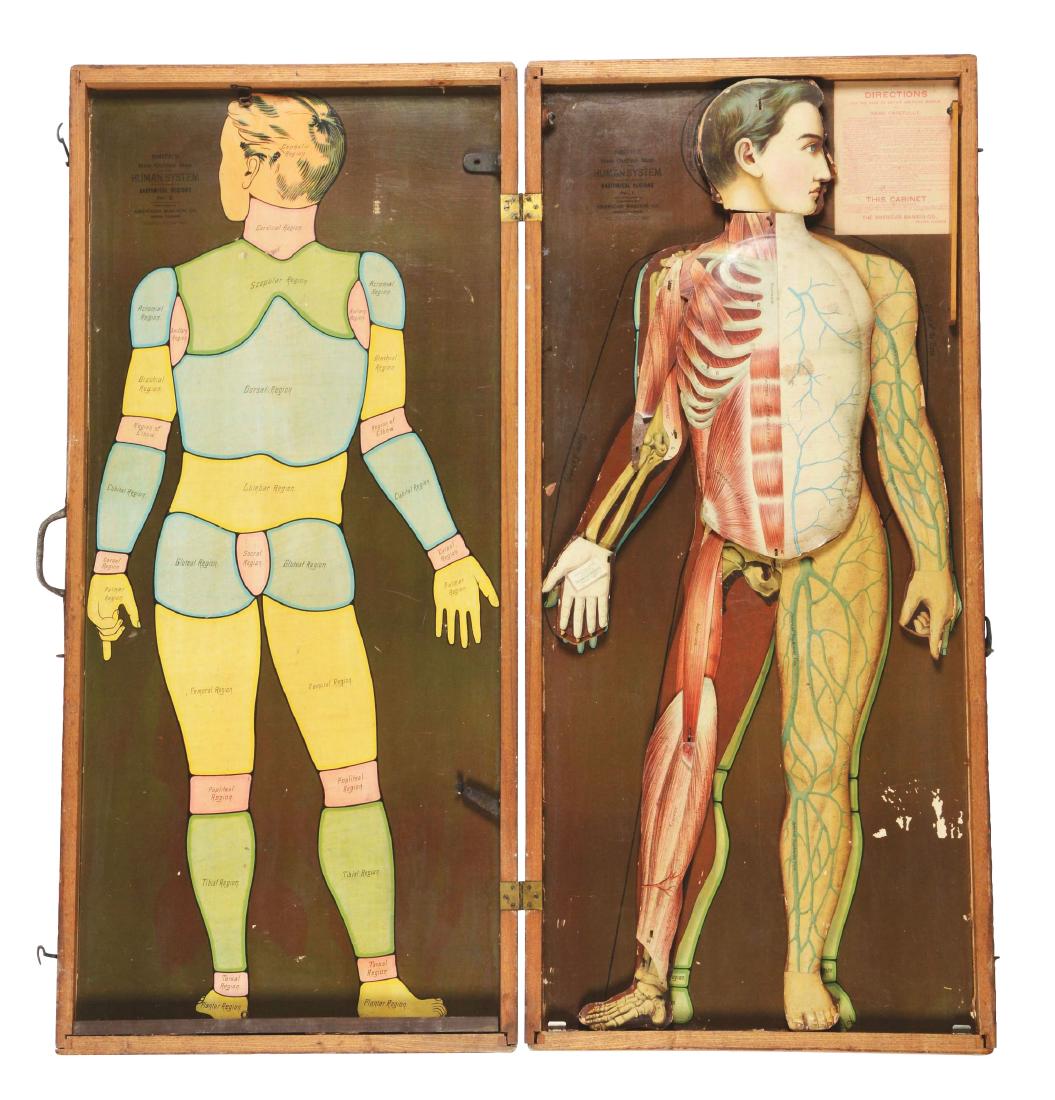 Medical Smith's Human System in Wooden Case.: This anatomical teaching model, dated 1888, made of wood and metal with pieces for the different organs. Appears to be complete. Condition: (Excellent). Dimensions: 44" x 19 -3/4" x 2 -1/4". CORRECTIO