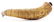FOLK ART POWDER ENGRAVED POWDER HORN INSCRIBED "THE - 4