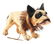 VERY DESIRABLE FRENCH PAPER MACHE GROWLING BULLDOG.