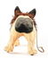 VERY DESIRABLE FRENCH PAPER MACHE GROWLING BULLDOG. - 5