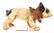 VERY DESIRABLE FRENCH PAPER MACHE GROWLING BULLDOG. - 6