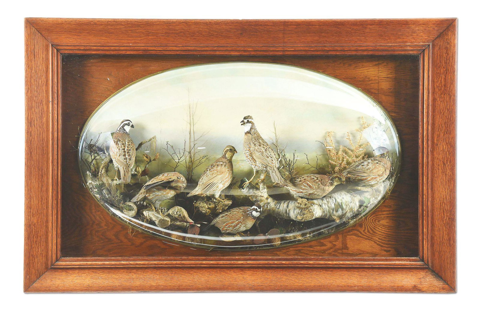 VINTAGE FRAMED TAXIDERMY QUAIL DISPLAY.: Covey of 7 taxidermy bobwhite under a glass bubble with surrounding foliage decoration. Board background with oil painting of a natural field scene. Decorative wooden frame measures 50" x 32". Back of