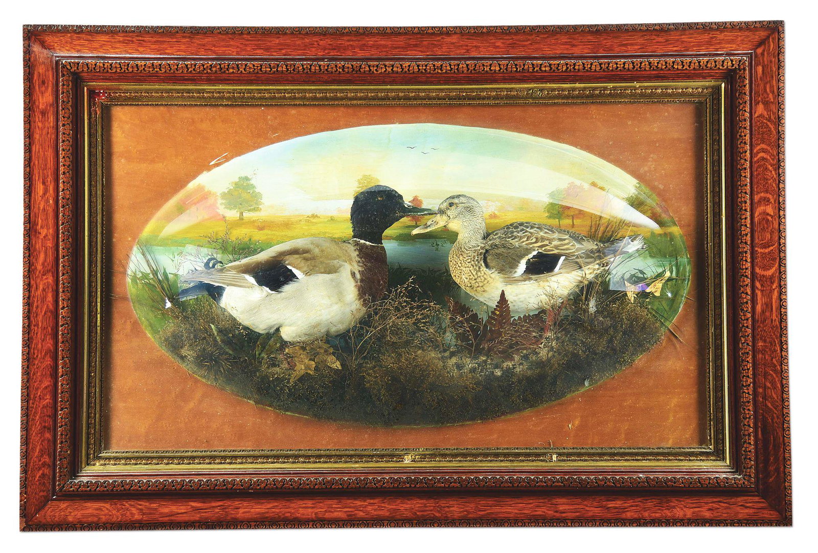VINTAGE FRAMED TAXIDERMY DUCKS DISPLAY.: Pair of taxidermy mallard ducks, a drake and a hen, under a glass bubble with surrounding foliage decoration. Board background with oil painting of a fall pond scene. Decorative wooden frame measures