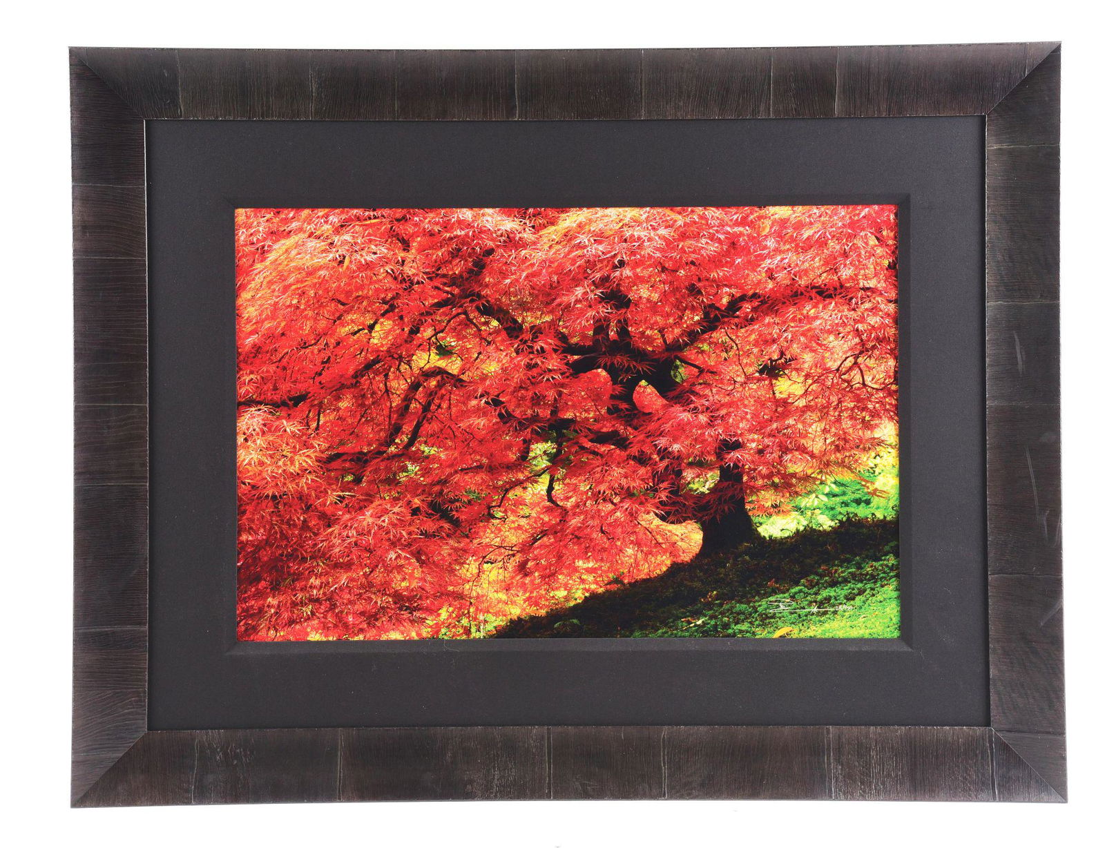 PETER LIK LIMITED EDITION FRAMED PHOTOGRAPH "ENCHANTMENT". (1 of 5)