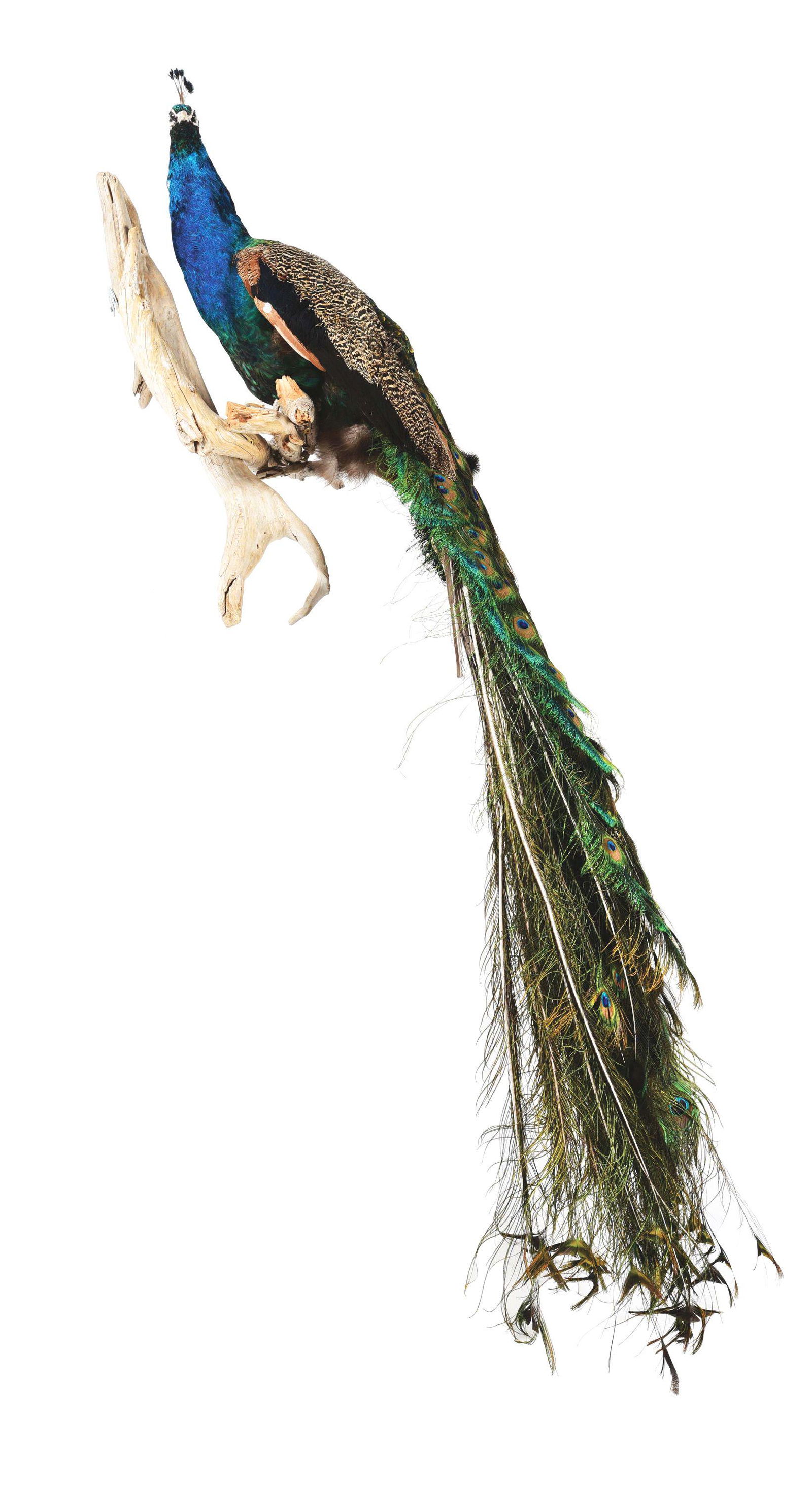 PEACOCK BIRD MOUNT TAXIDERMY. (1 of 5)