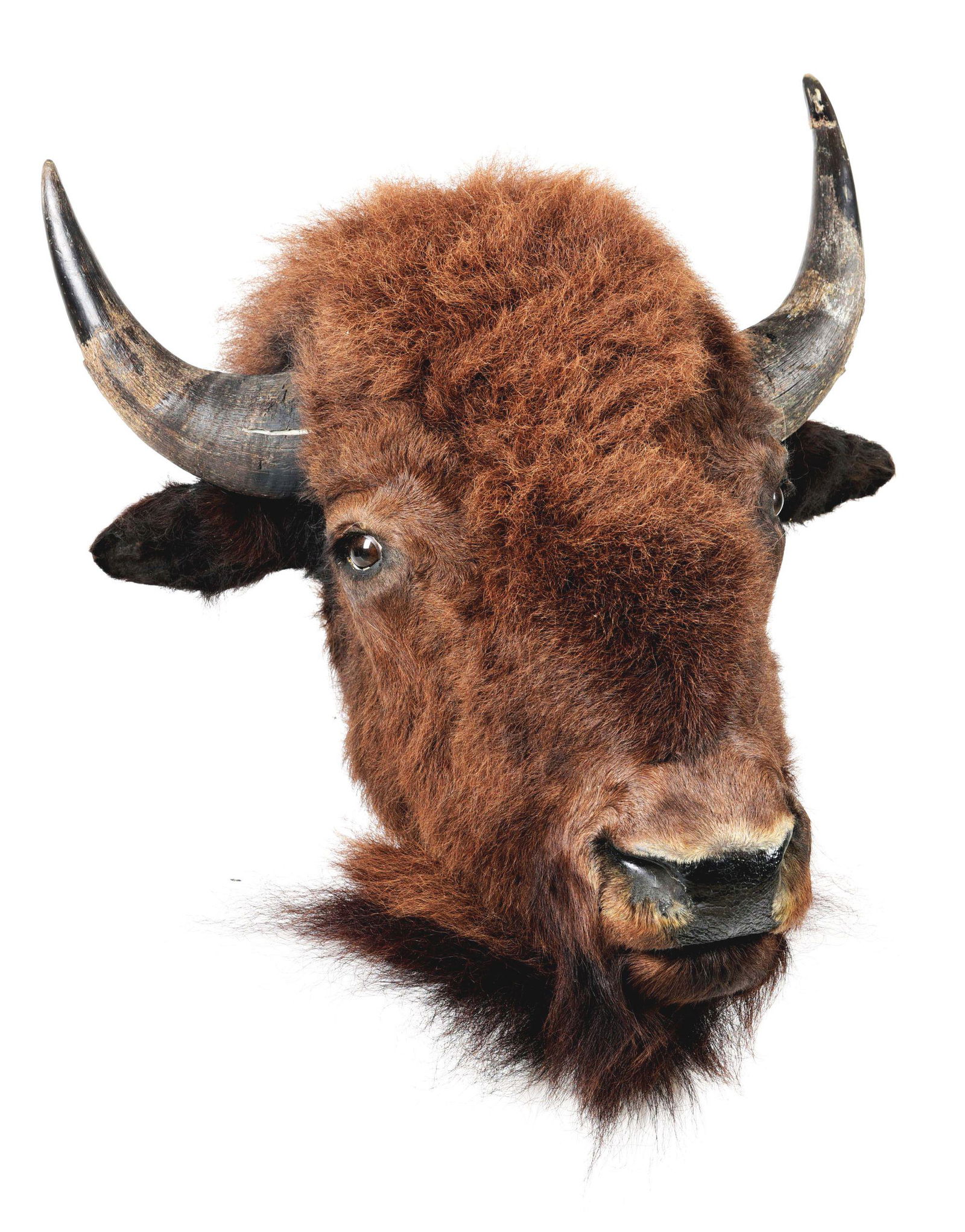 FULL HEAD MOUNT FOR A WESTERN BUFFALO. (1 of 4)