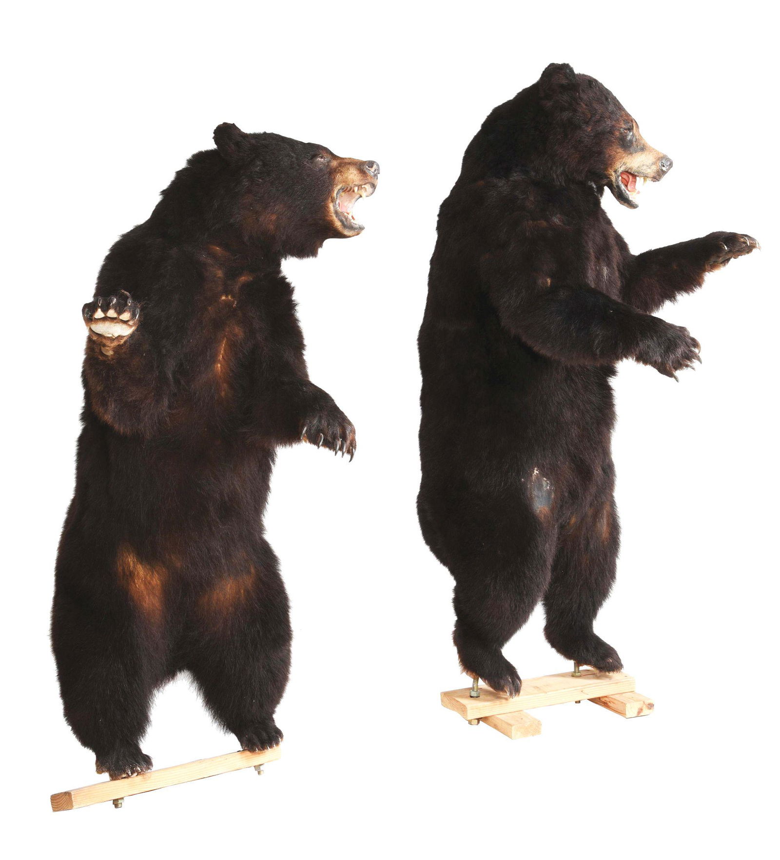 LOT OF 2: FIGHTING BLACK BEAR TAXIDERMY MOUNTS. (1 of 6)