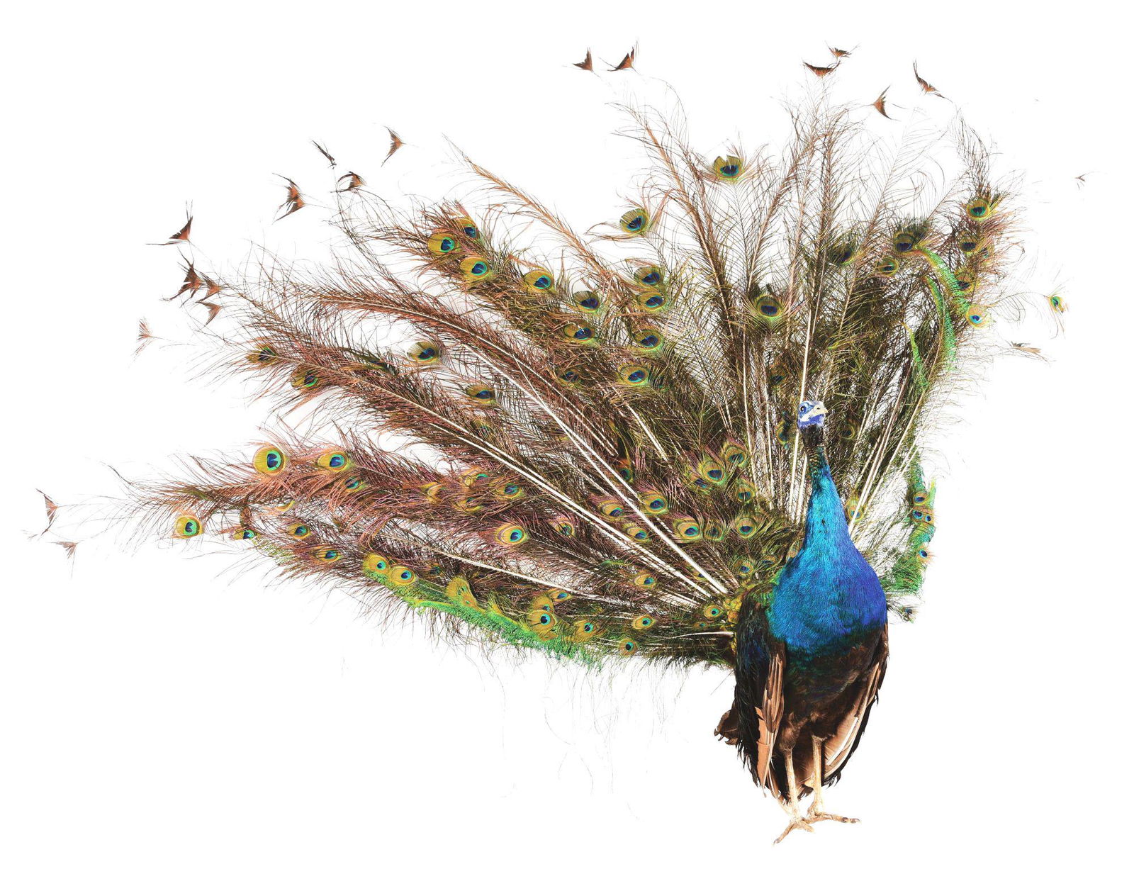 PEACOCK BIRD TAXIDERMY. (1 of 5)