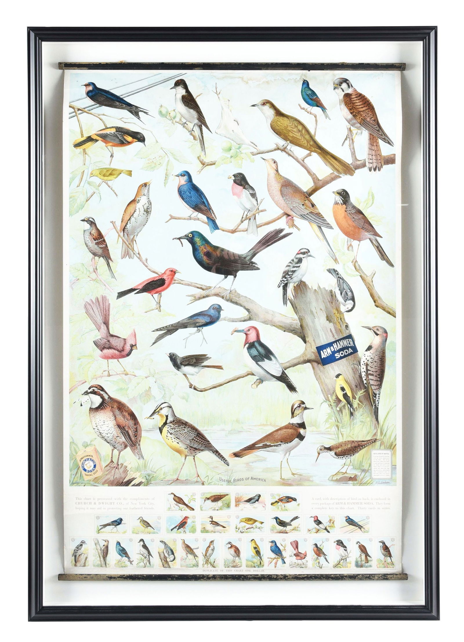 ARM & HAMMER SODA "USEFUL BIRDS OF AMERICA" PAPER LITHOGRAPH W/ BIRDS OF AMERICA GRAPHIC. (1 of 2)