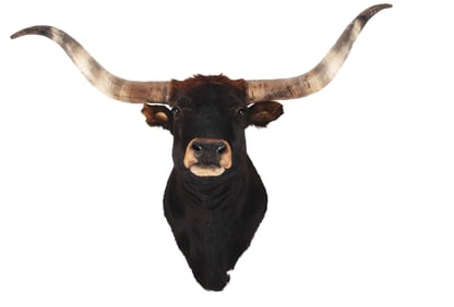 WALL MOUNT TAXIDERMY BULL HEAD