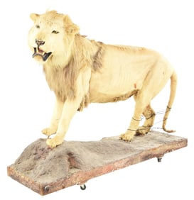 1900'S MUSEUM PIECE 6' STANDING YOUNG LION MOUNT