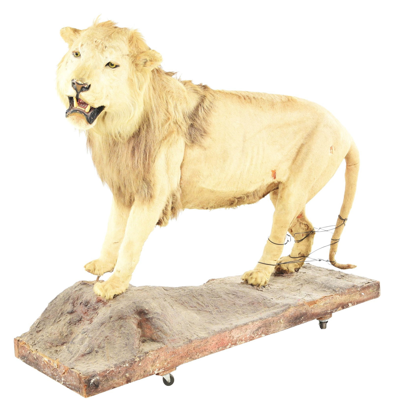 1900'S MUSEUM PIECE 6' STANDING YOUNG LION MOUNT: A great example of a young lion mount in full taxidermy. CONDITION: Showing wear and some supports to the real legs. This is not a standard shippable item and will require 3rd party shipping or pickup