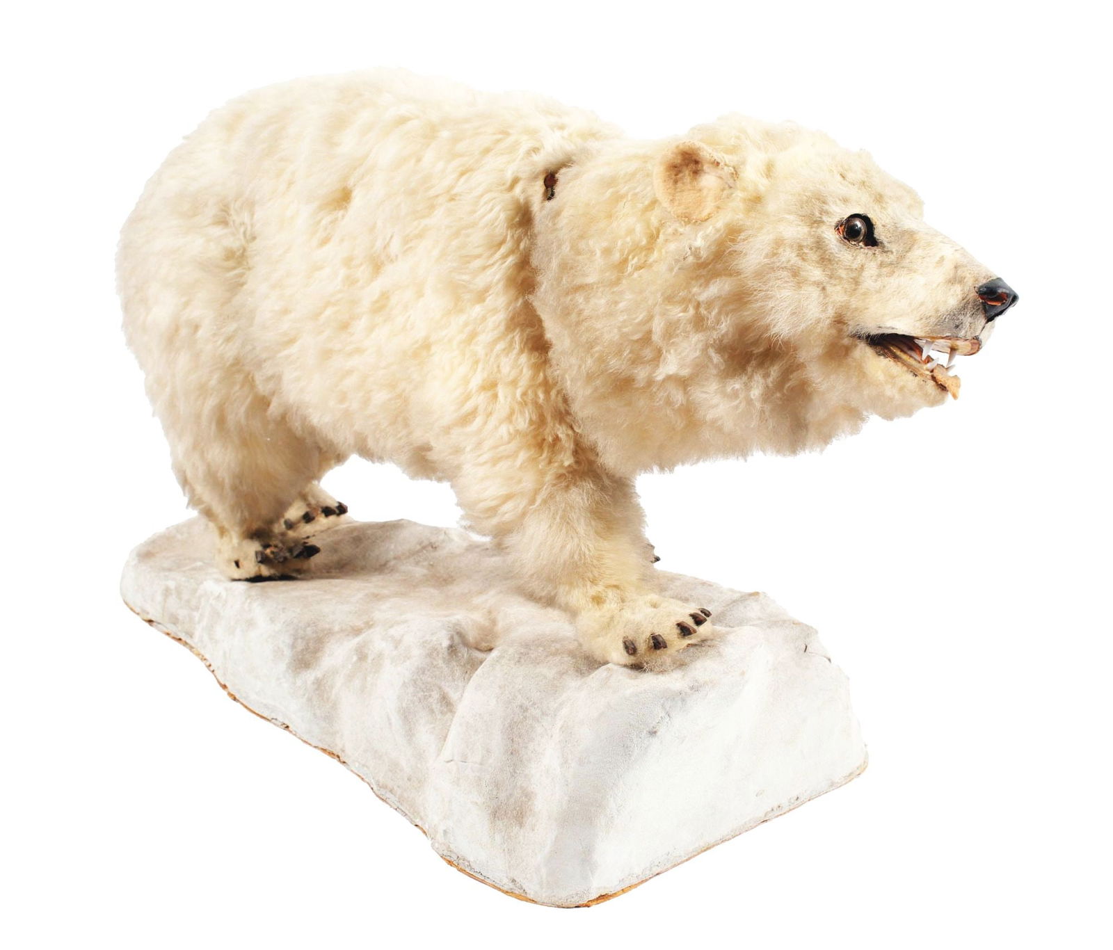 POLAR BEAR NODDER: This is a full-figure polar bear nodder front window department store attention-getter. It is constructed of paper mache with a fur overcoat, standing on a paper mache iceberg with glass eyes and teet