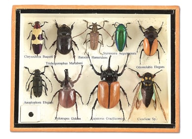 TAXIDERMY BEETLES IN SHADOW BOX