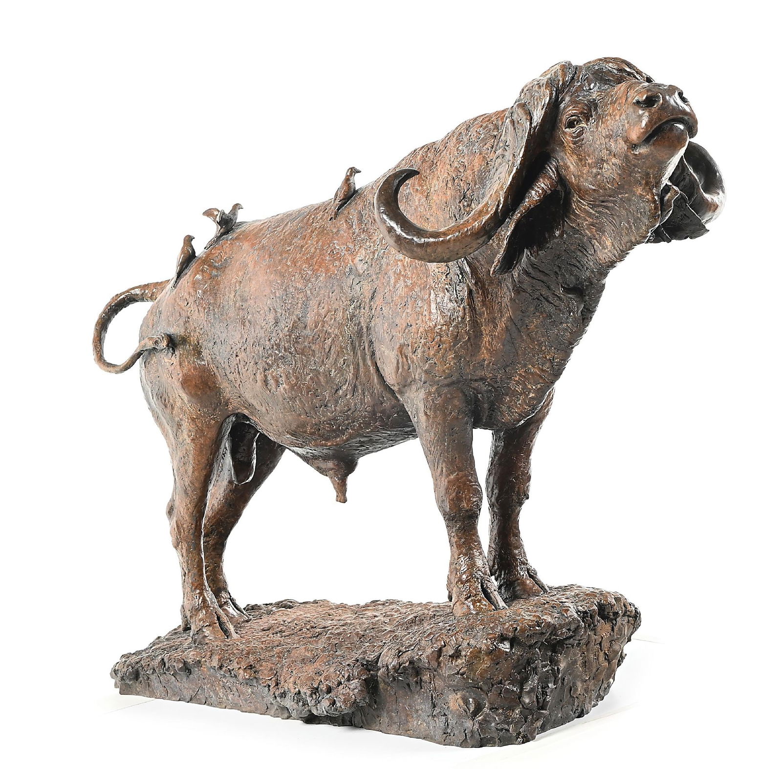 COLEMAN, MICHAEL (B. 1946): Okanvango Bull (Cape Buffalo) Bronze 26 1/2" x 30" x 10" Signed Michael Coleman© center base with AC This is not a standard shippable item and will require 3rd party shipping or pickup arrangemen