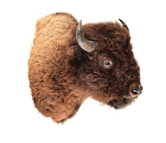 LARGE BISON MOUNT.