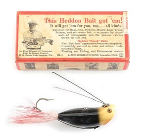 UNUSUAL BLACK, WHITE HEAD WEEDLESS WIDOW