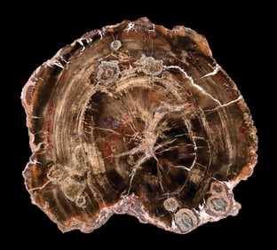 DARK BROWN THICK CUT PETRIFIED WOOD SLAB