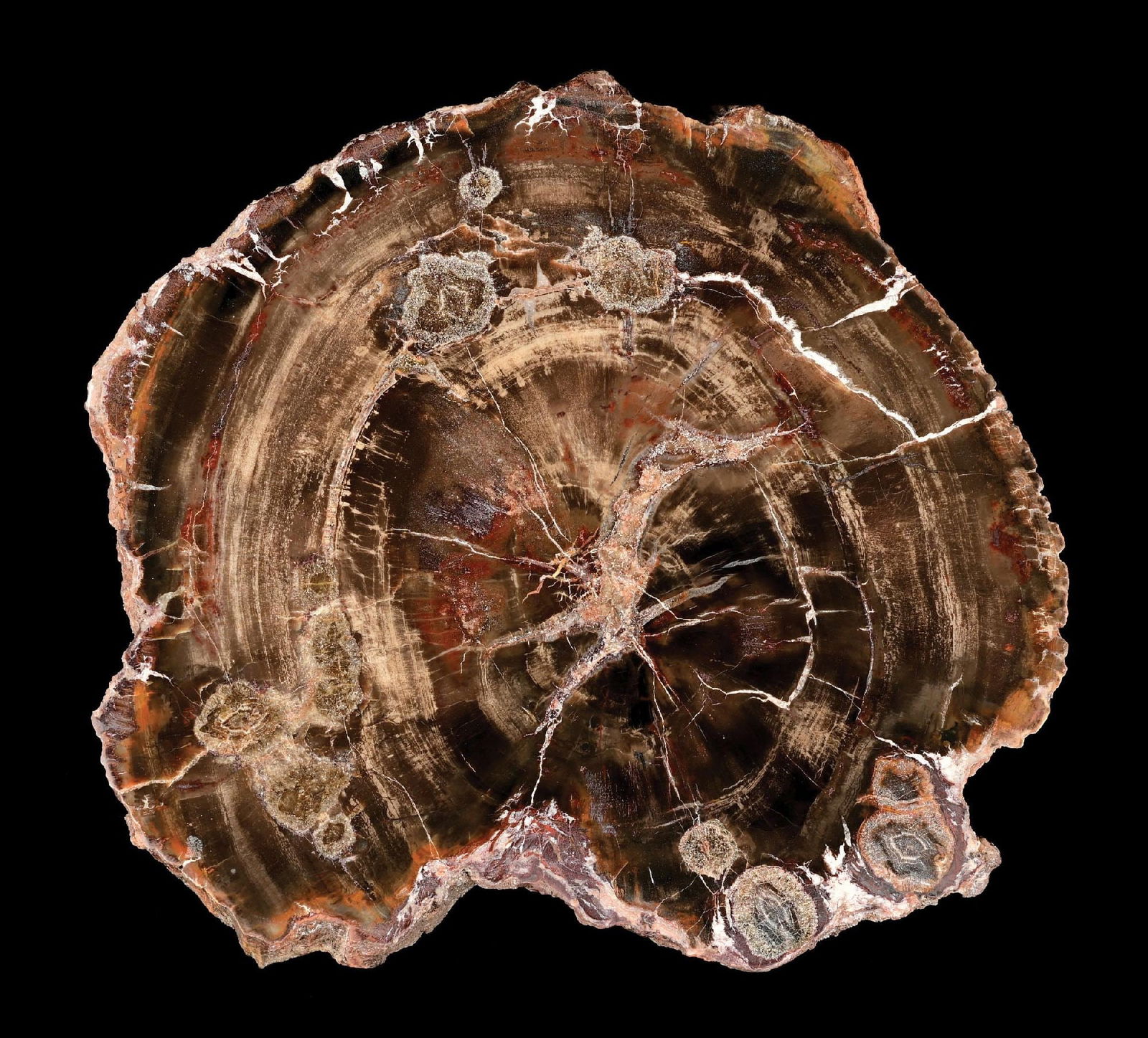 DARK BROWN THICK CUT PETRIFIED WOOD SLAB (1 of 4)